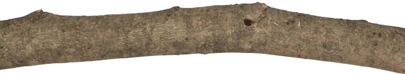 aaa Kréta javor.JPG